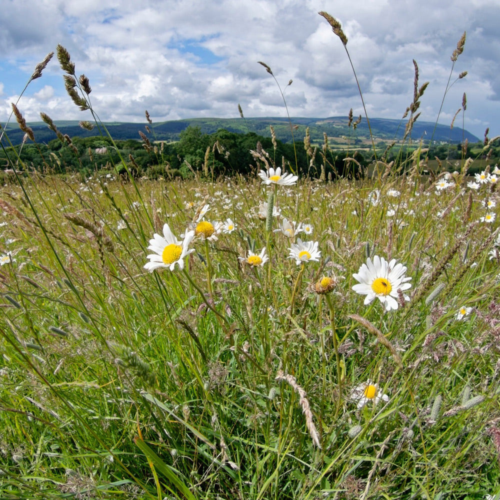 planting grass seed with hay Traditional Meadow/Hay | Grass Seed Mixtures