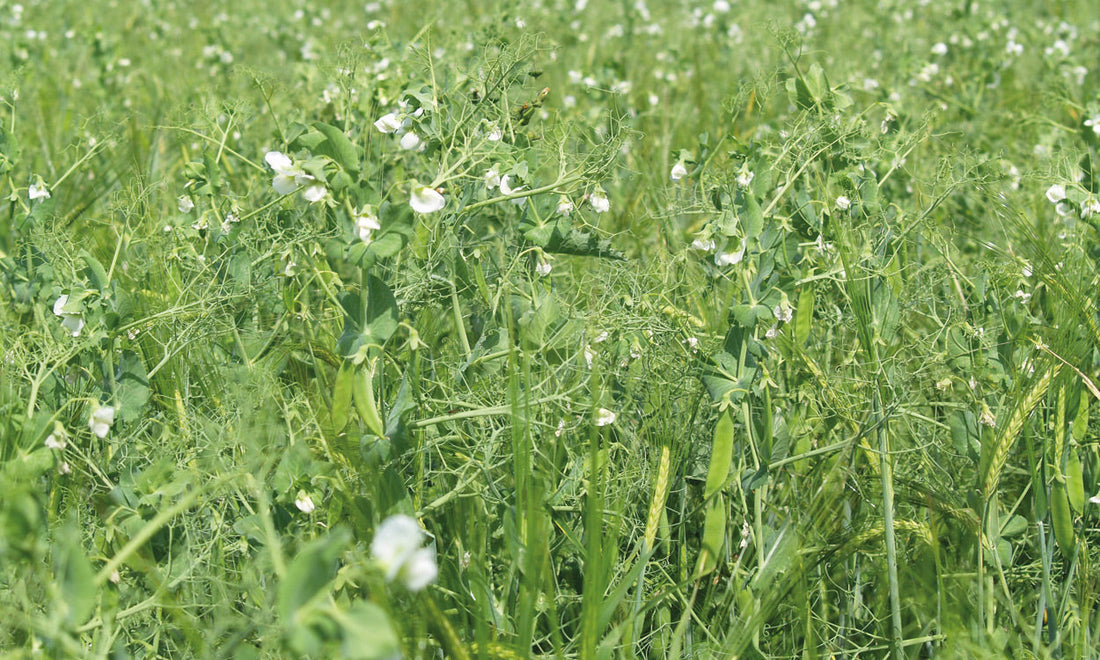 Arable Silage Guidelines