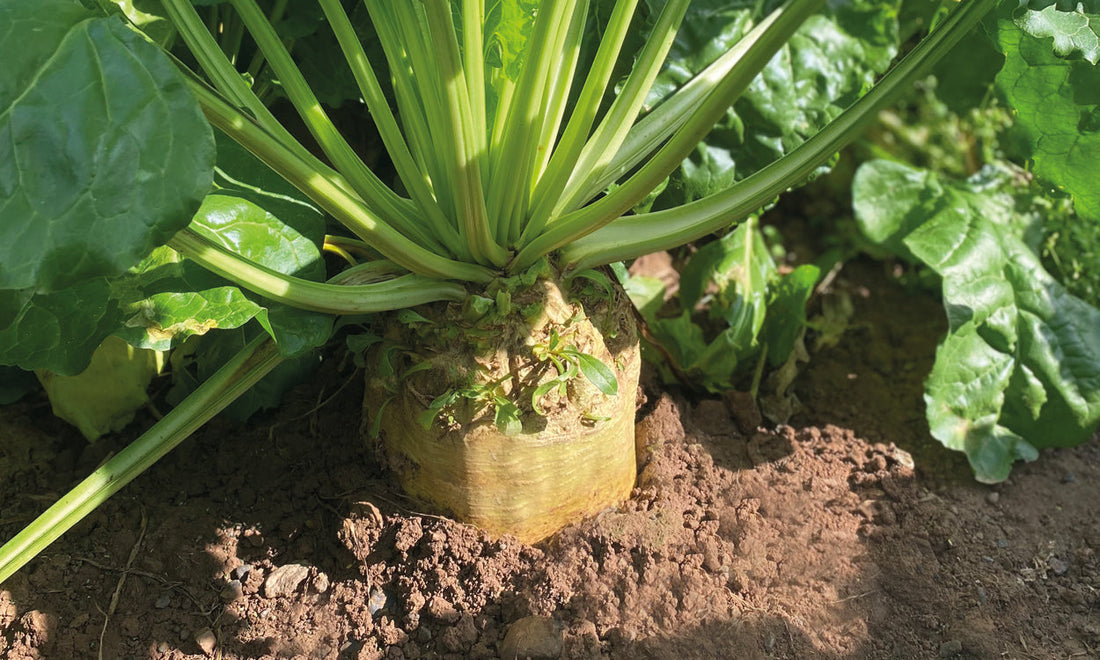 Beet Treatment Guidelines