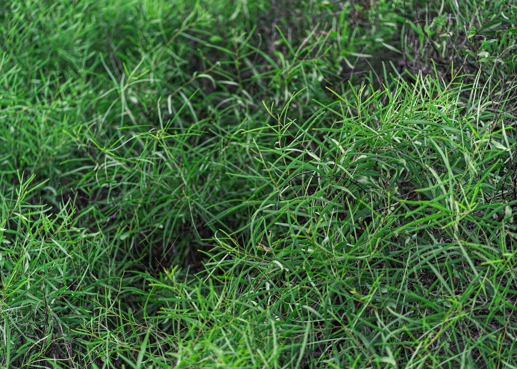 Grass Seed Guidelines