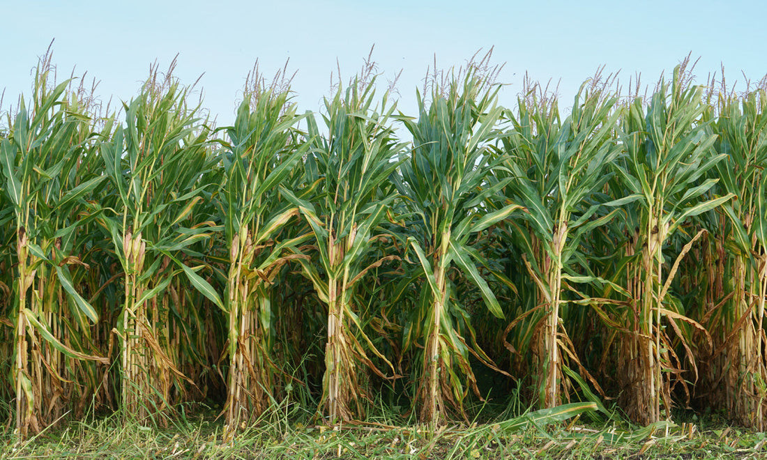 Maize Silage Guide