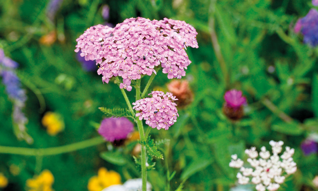 Native Wildflower Species