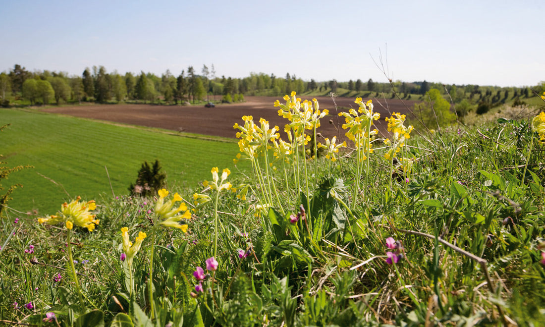 Wildflower Options