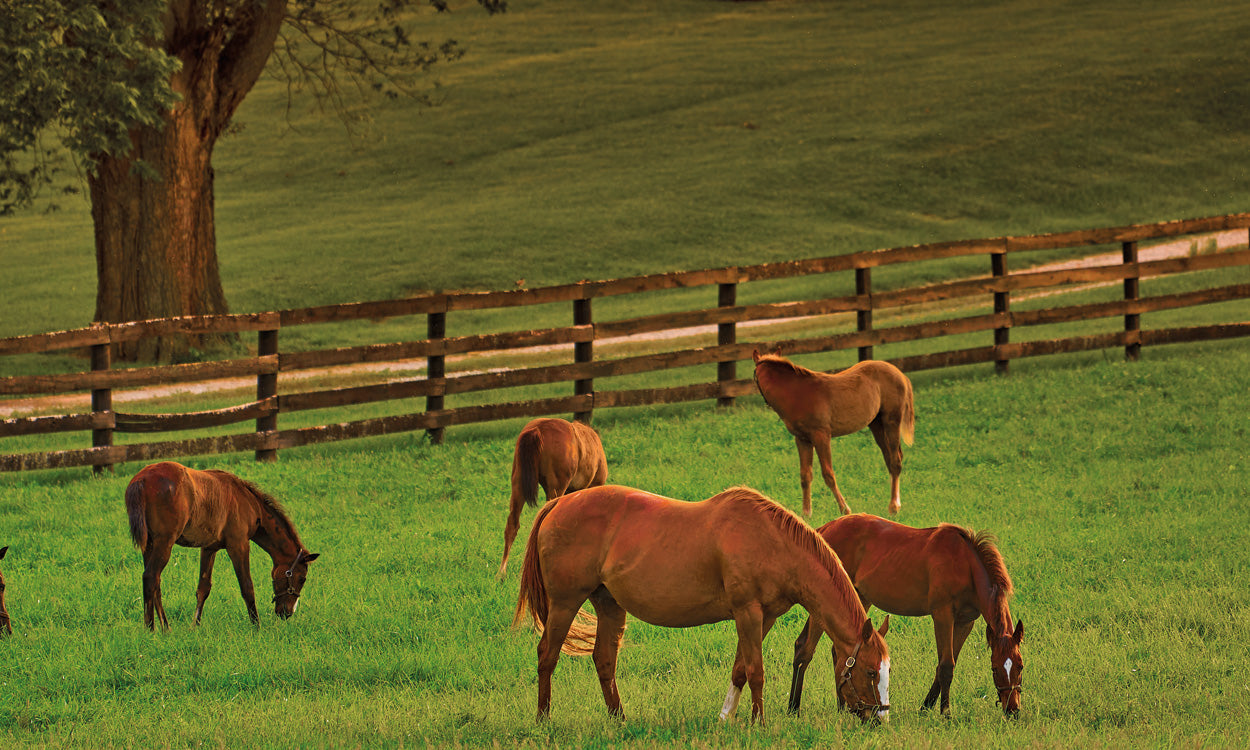 Equine Mixtures