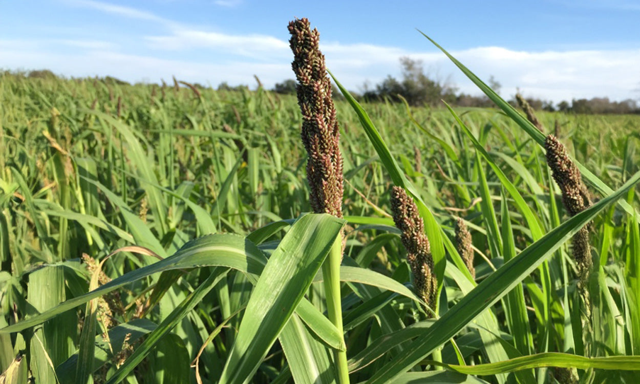 Millets