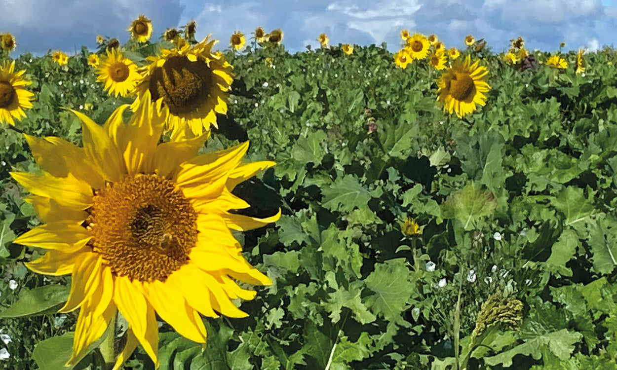 Wild Bird Seed Mixtures