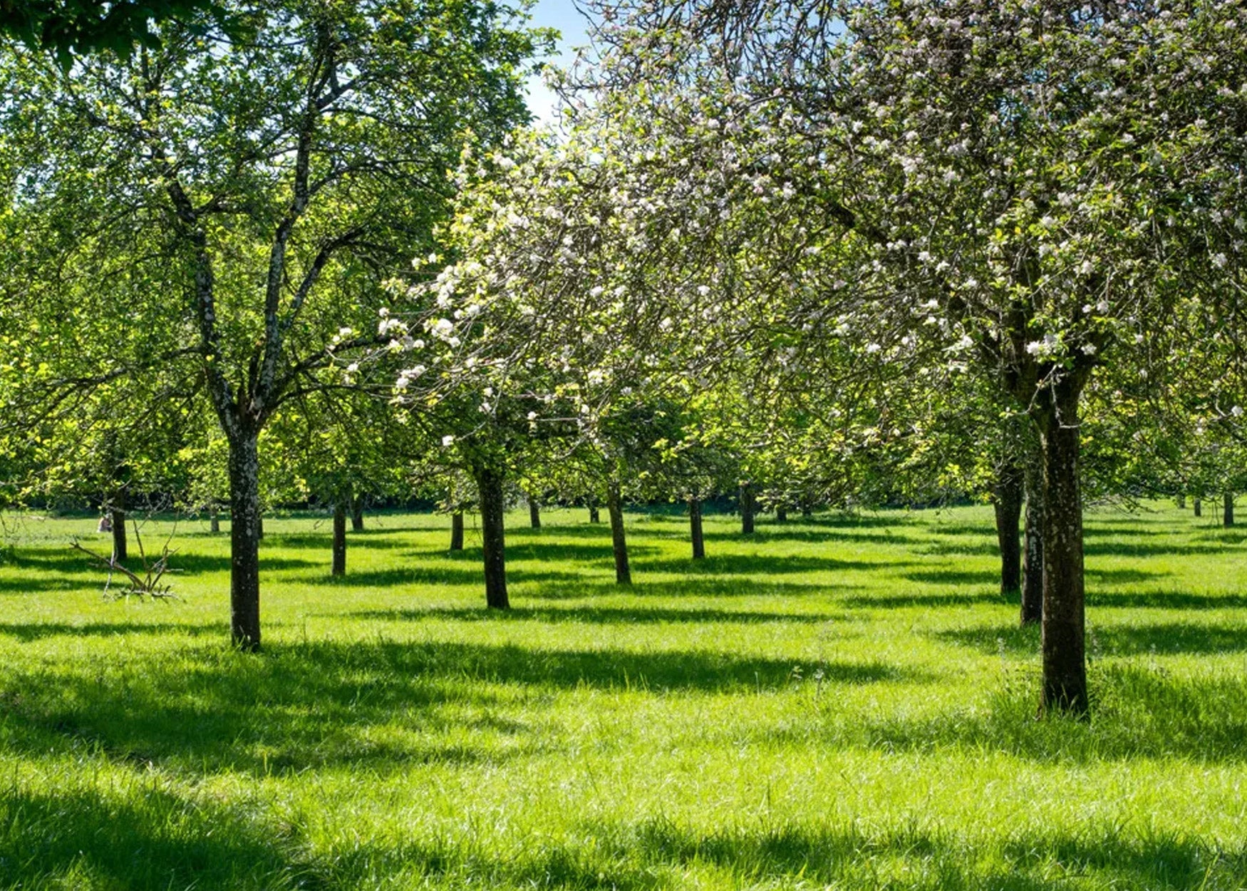 Orchard Mixtures