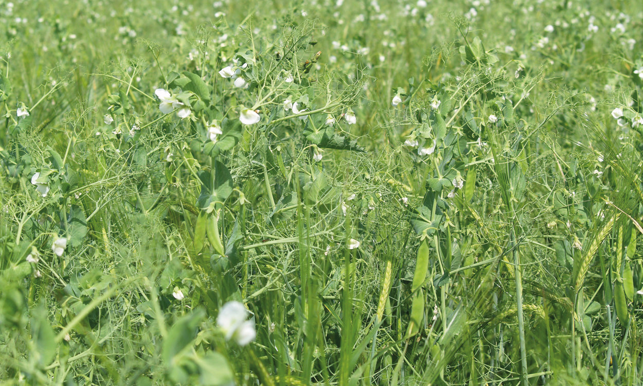 Arable Silage Mixtures