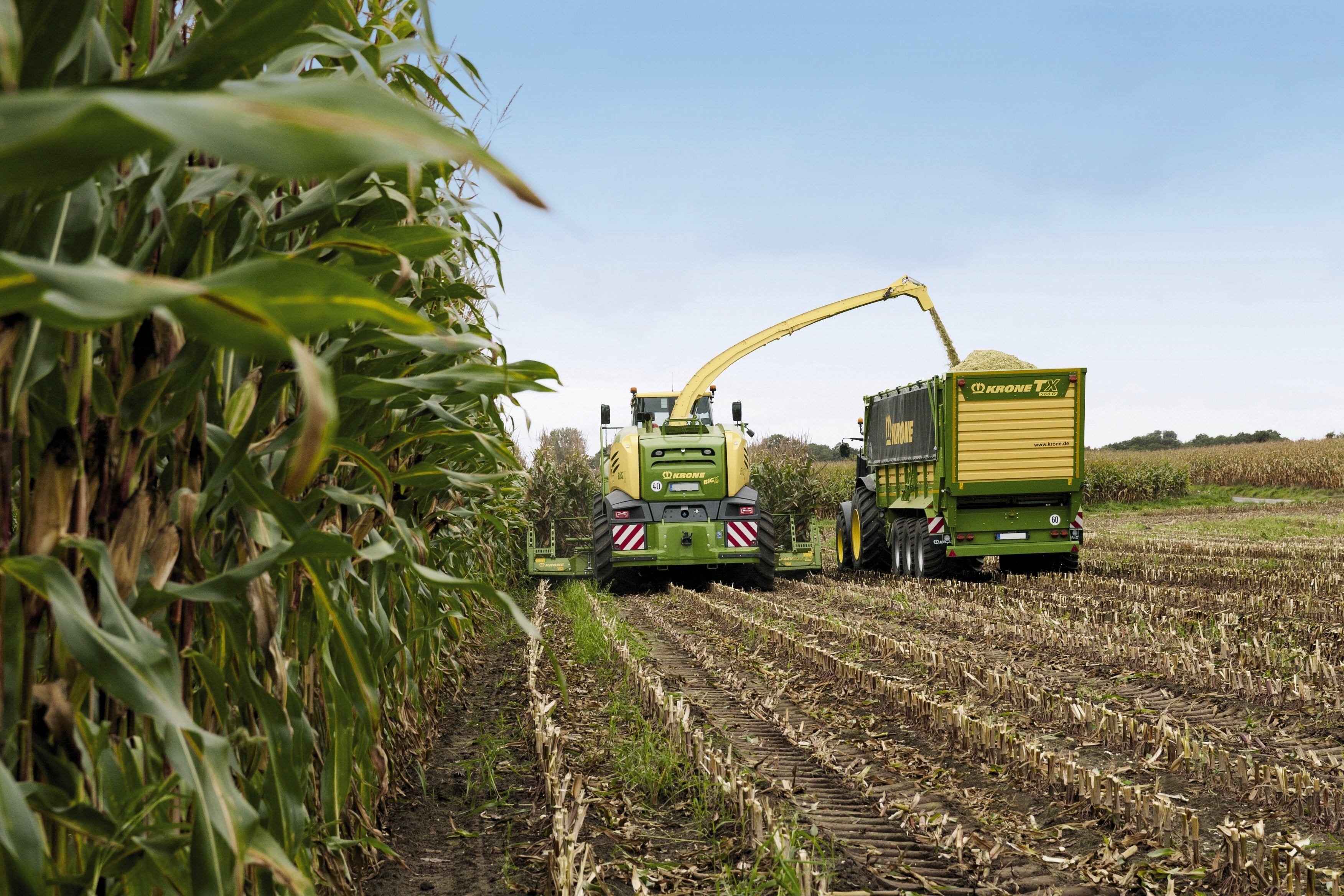 GFS Maize Seed Category