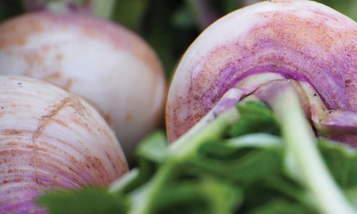 Stubble Turnips