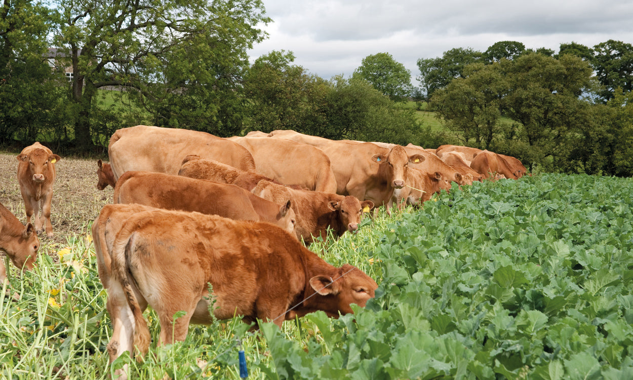 Forage Rape