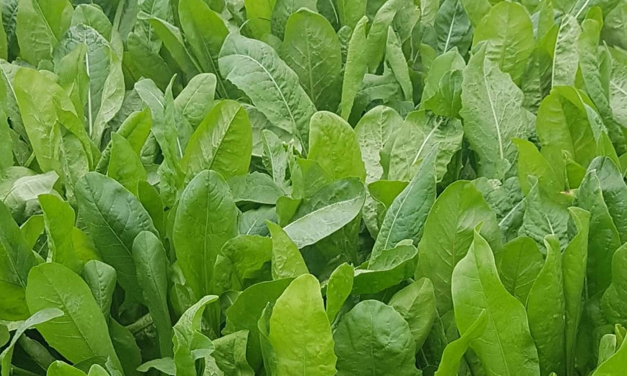 Kale
