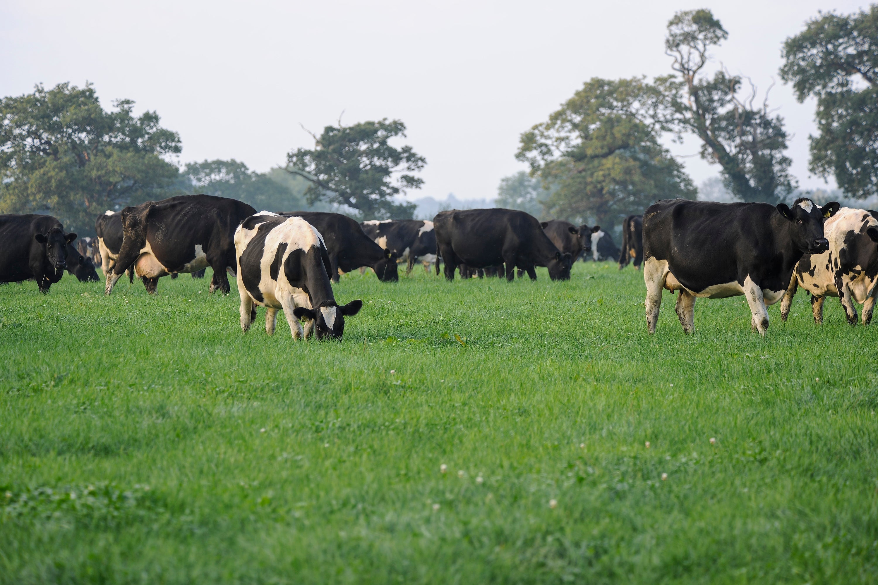 GFS Grass Seed Category