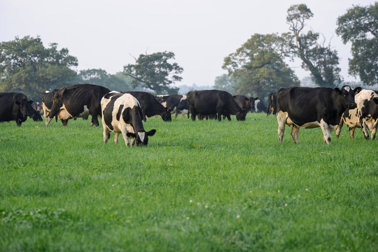 Grass Seed Mixtures | Green Farm Seeds