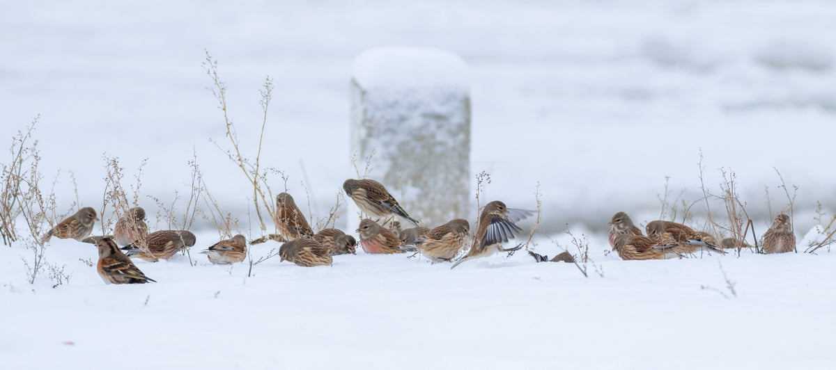 Supplementary Winter Bird Food