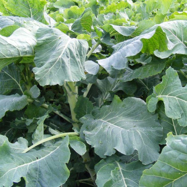 Grüner Angeliter