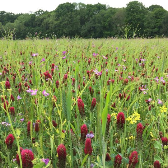AHW1A Autumn Sown Bumblebird Mixture