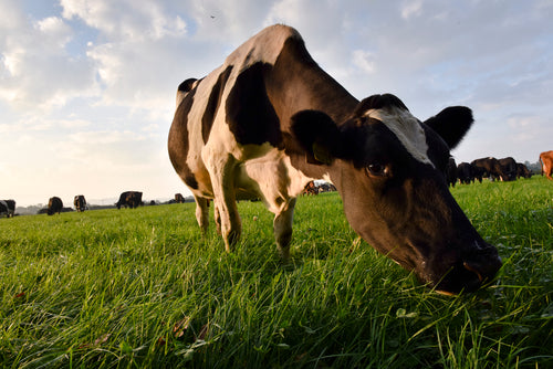 Photo of Aber HI-D No Clover by Green Farm Seeds — featuring a cow grazing, shown in Black, White and Green, suitable for Agriculture 