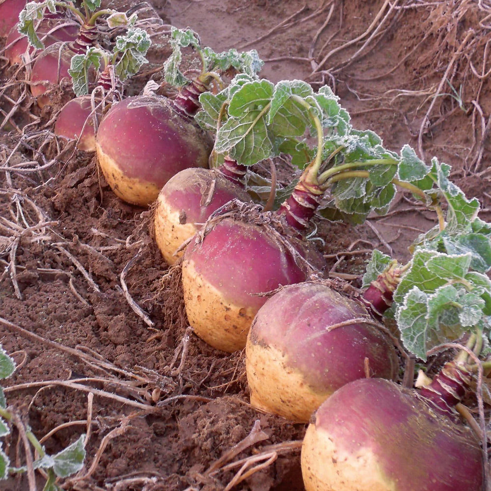 Row of radishes with green leaves on a sandy surface