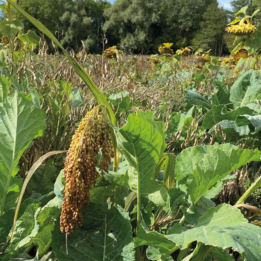 Sorghum plant with green leaves and brown seeds in a field