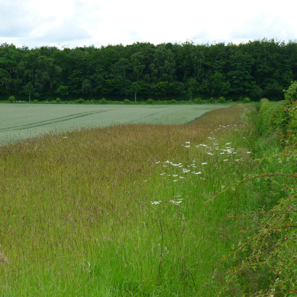 Field with green grass and trees in the background