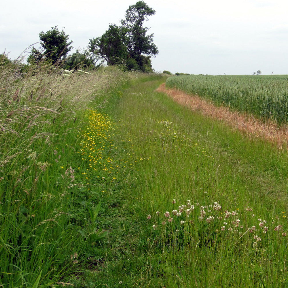 Winding dirt path through a grassy field with trees in the background