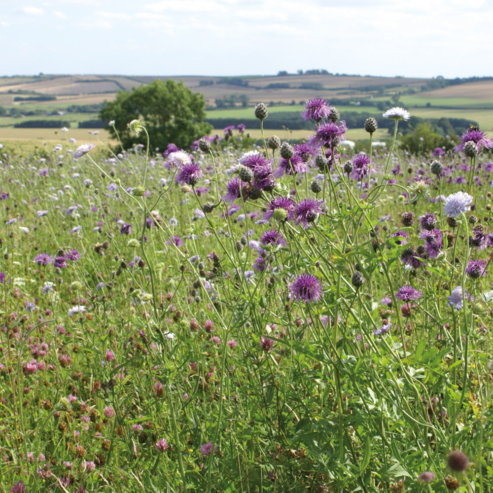 Field of purple flowers with a scenic background of hills and trees.