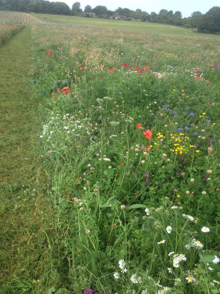 BGM4 Wildflowers & Fine Grasses