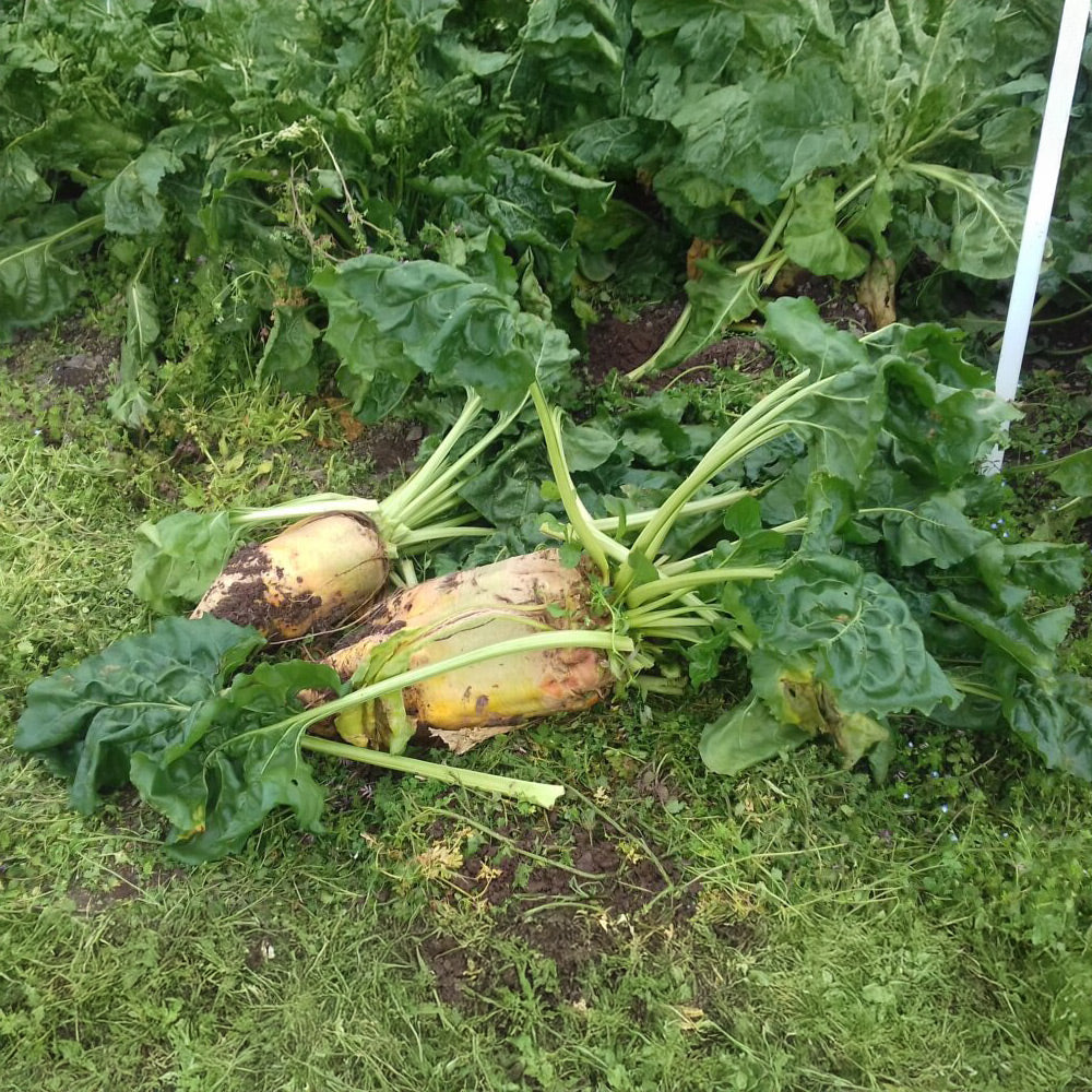 Turnips with green leaves on a grassy ground