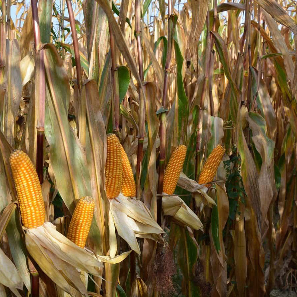 Maize plants with ripe corn cobs in a field