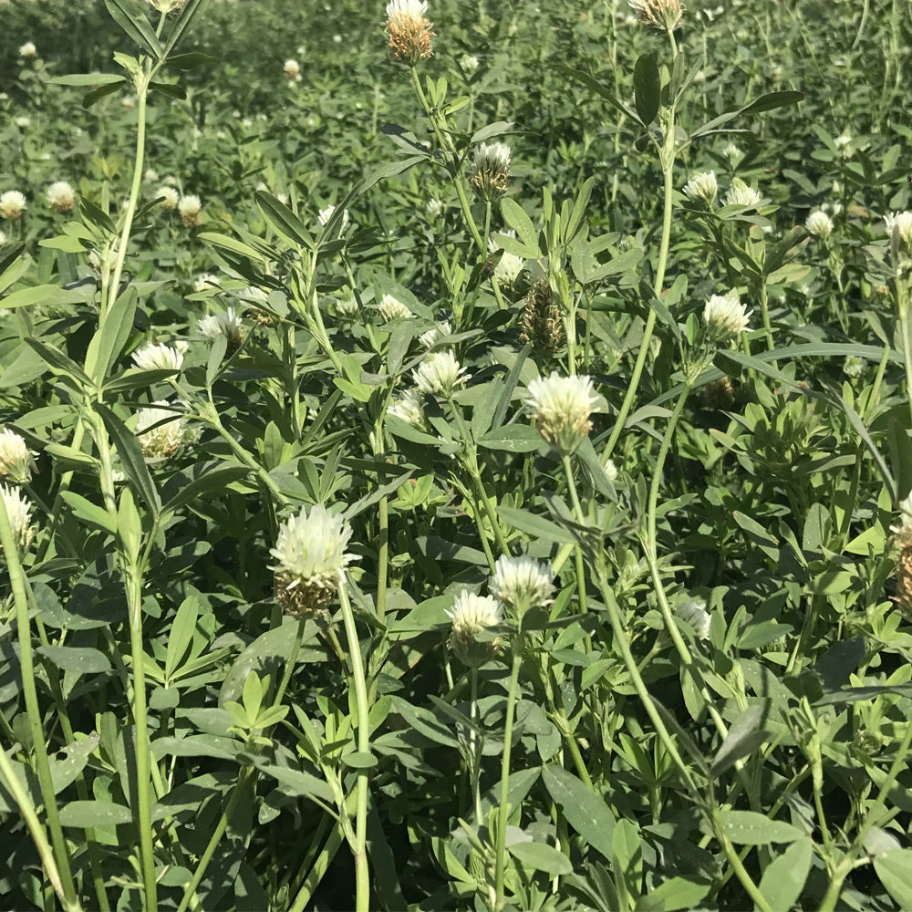 Field of green plants with small white flowers