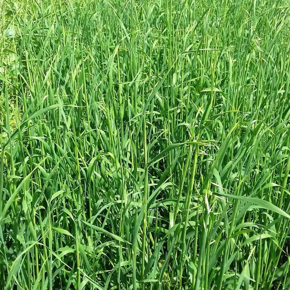 Close-up of green grass with a blurred background