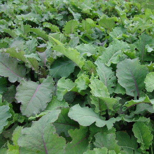 Photo of Zoom Mix by Green Farm Seeds — featuring forage rape, shown in green, suitable for Agriculture