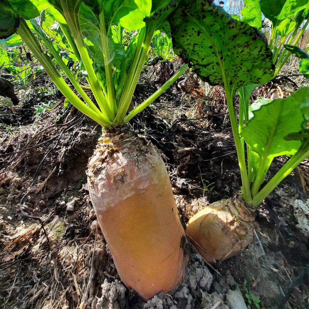 Two turnips with green tops on a dirt ground