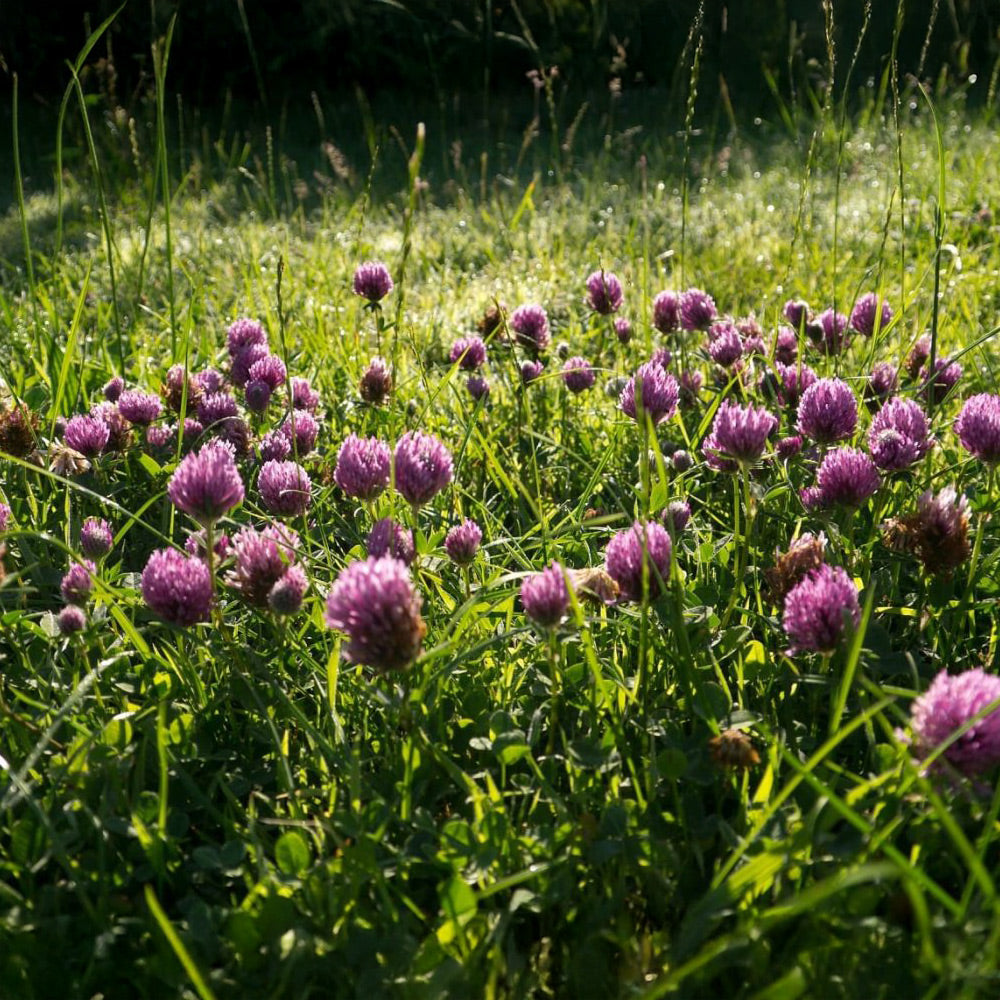 Field of purple flowers in a grassy area with sunlight filtering through.