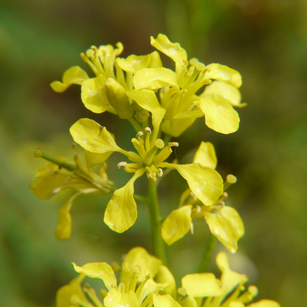 Close-up of a cluster of yellow flowers with a blurred green background