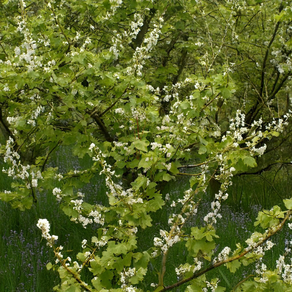 Tree with green leaves and white flowers against a blurred natural background