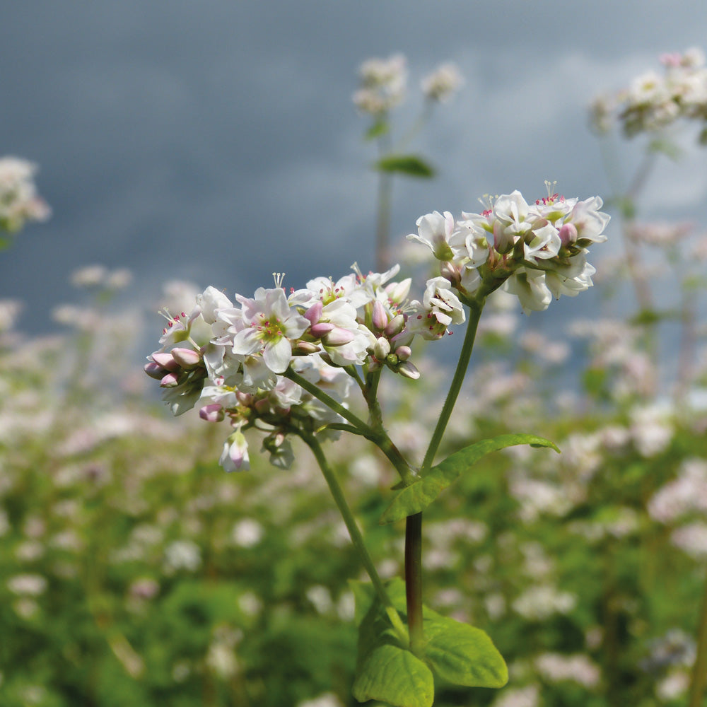 Close-up of white flowers with a blurred natural background