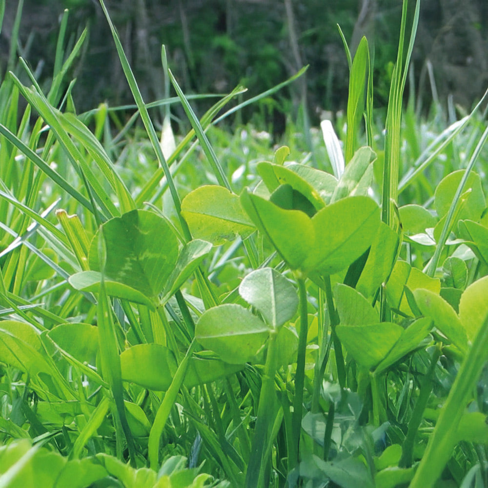 Close-up of green leaves and grass