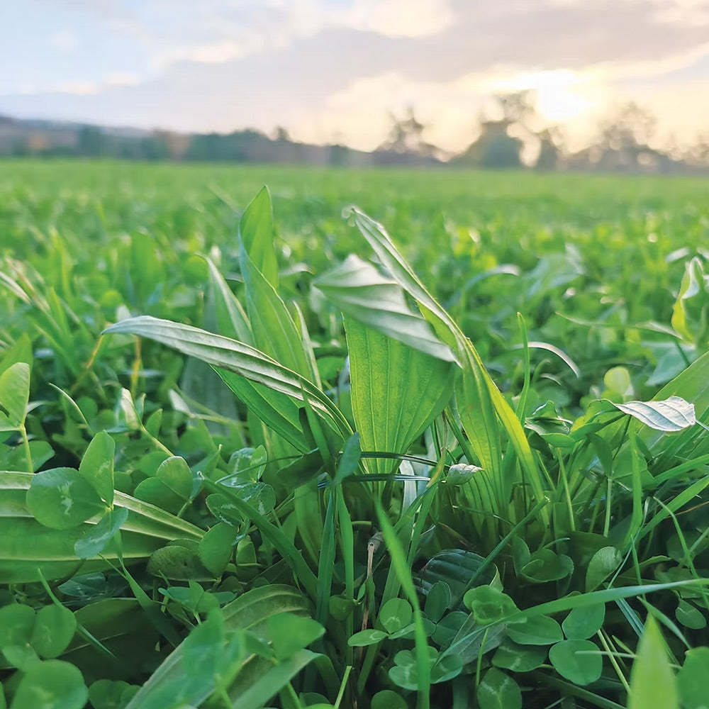 Close-up of green grass with a blurred background