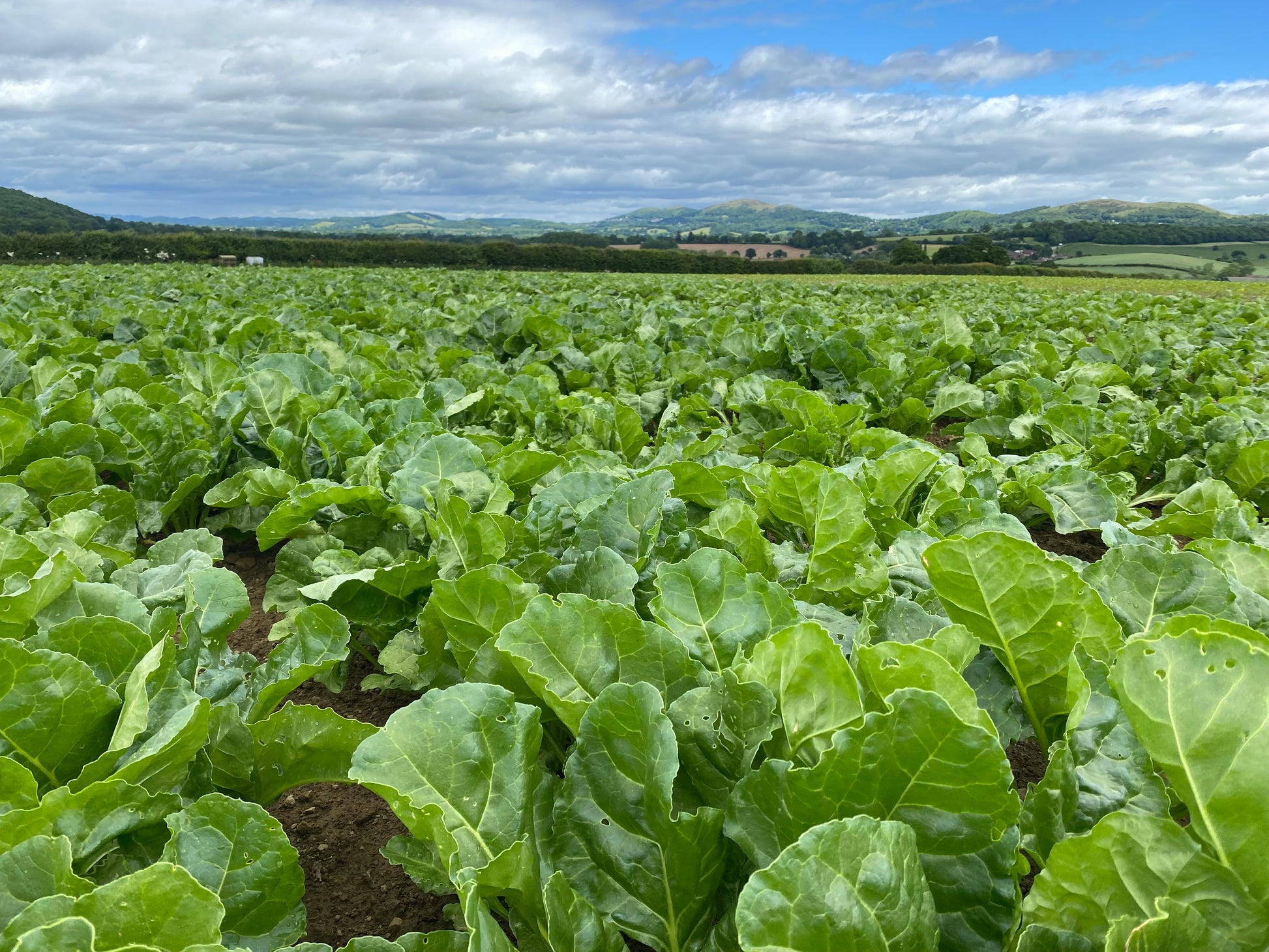 Photo of Cariko by Green Farm Seeds — featuring Fodder Beet in field, shown in green, suitable for Agriculture