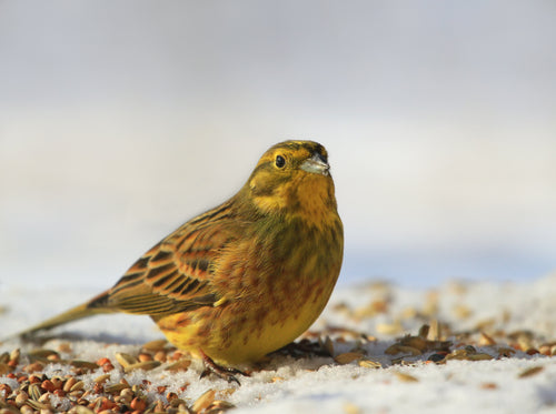 GFS Standard Wild Bird Feed Mix - With Wheat
