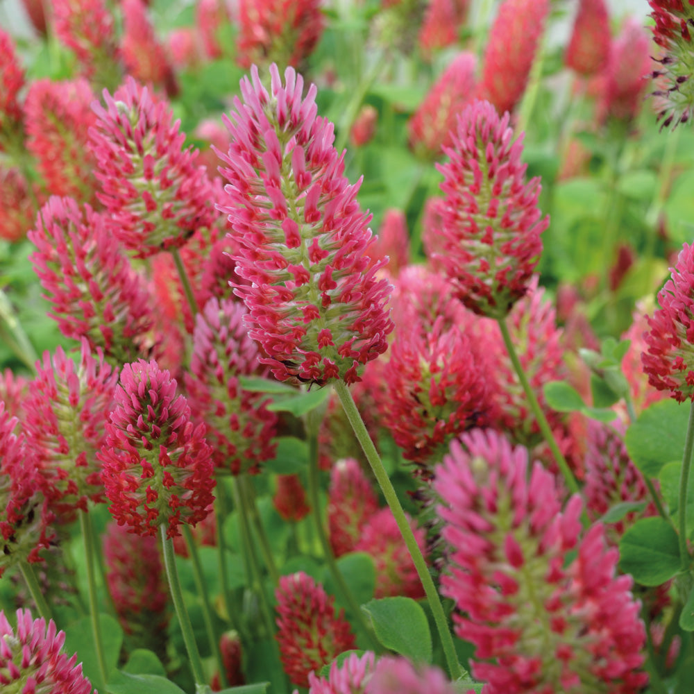 Close-up of pink clover flowers with green leaves