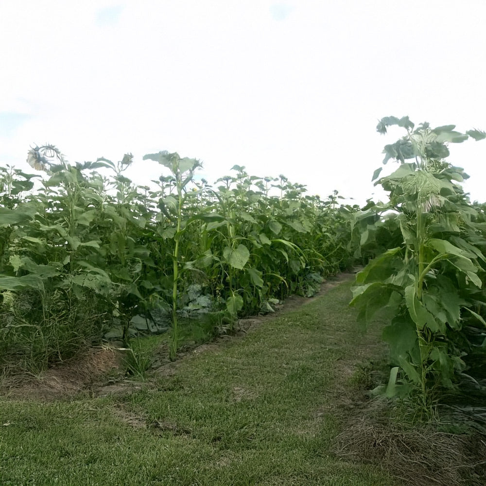 Row of sunflower plants growing in a field with a clear sky.