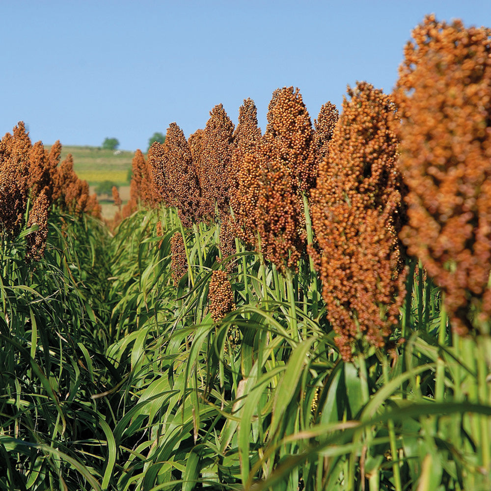 Sorghum plants with ripe seeds in a field under a clear blue sky.