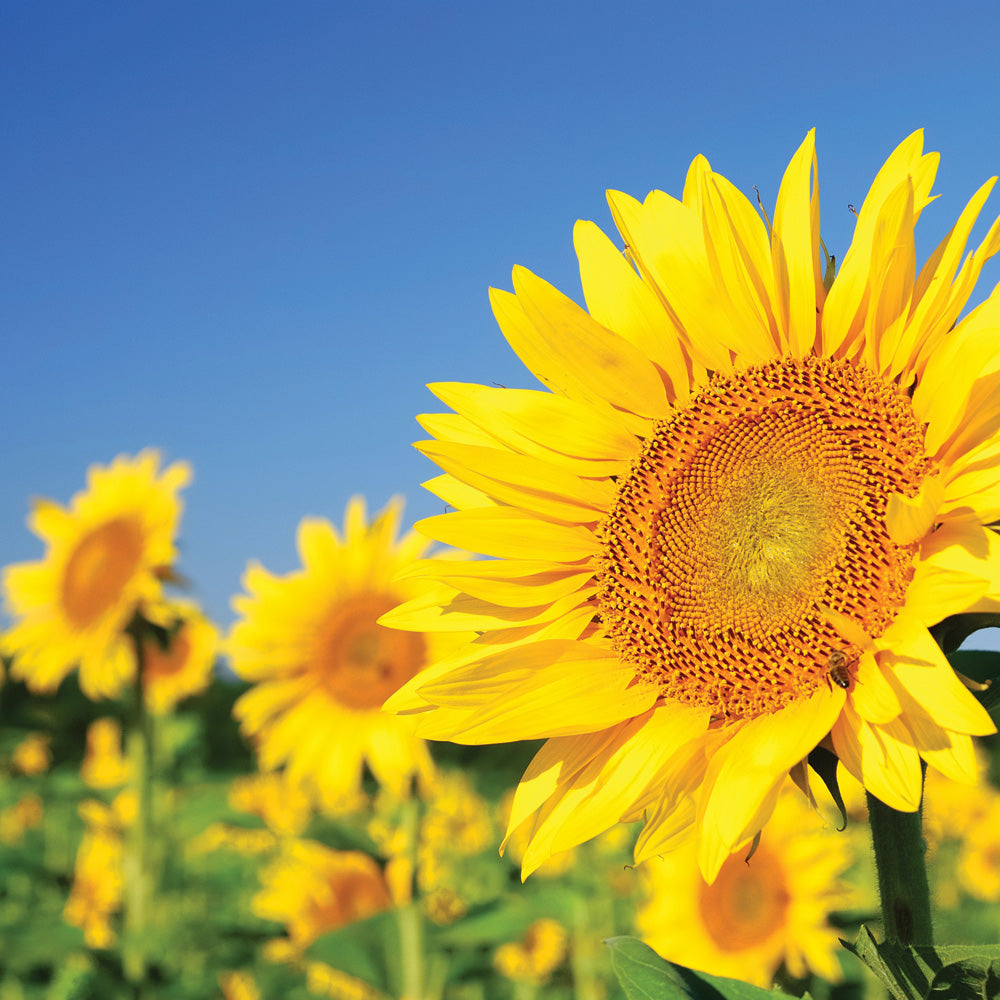 Sunflower field with a clear blue sky