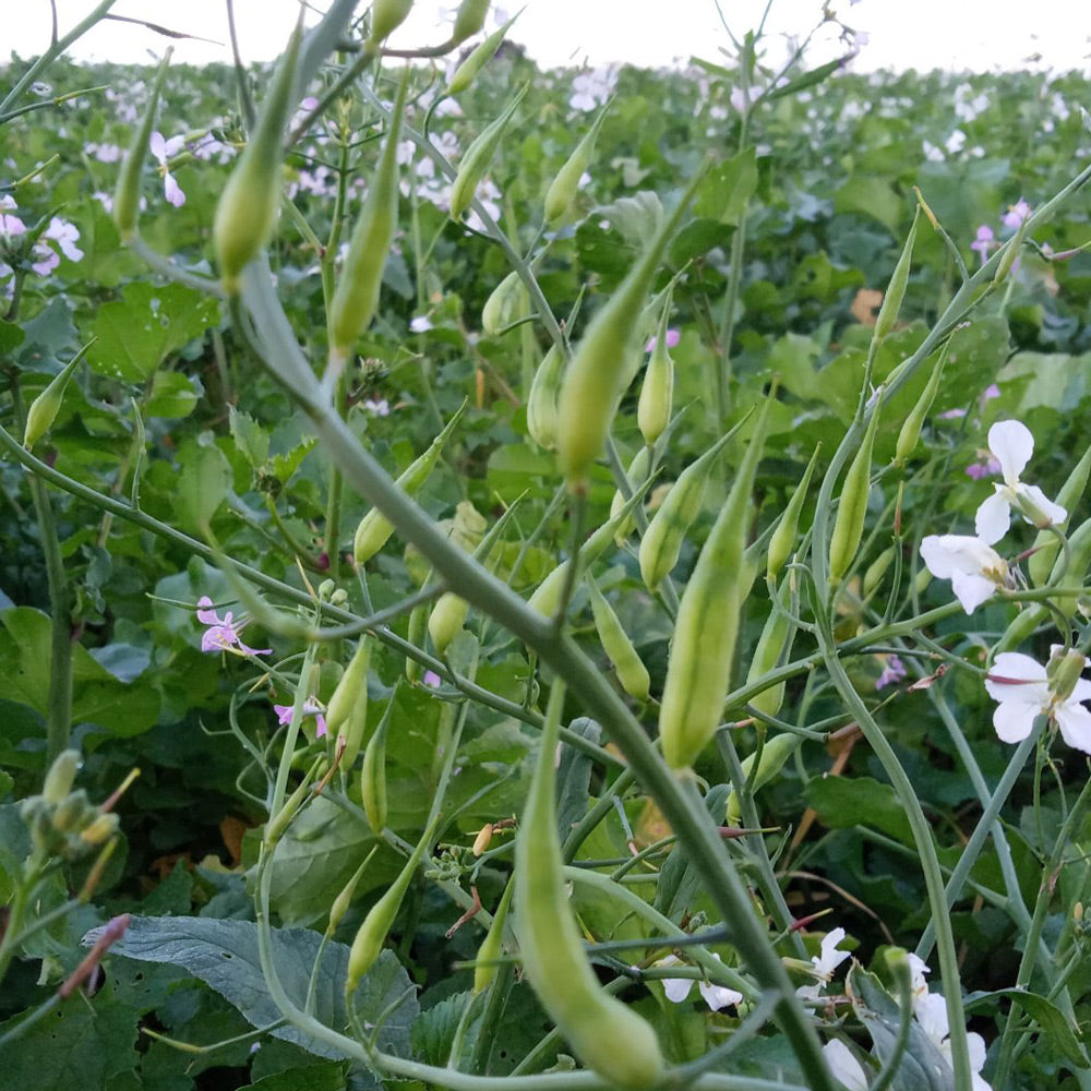 Field of green plants with developing pods and white flowers.