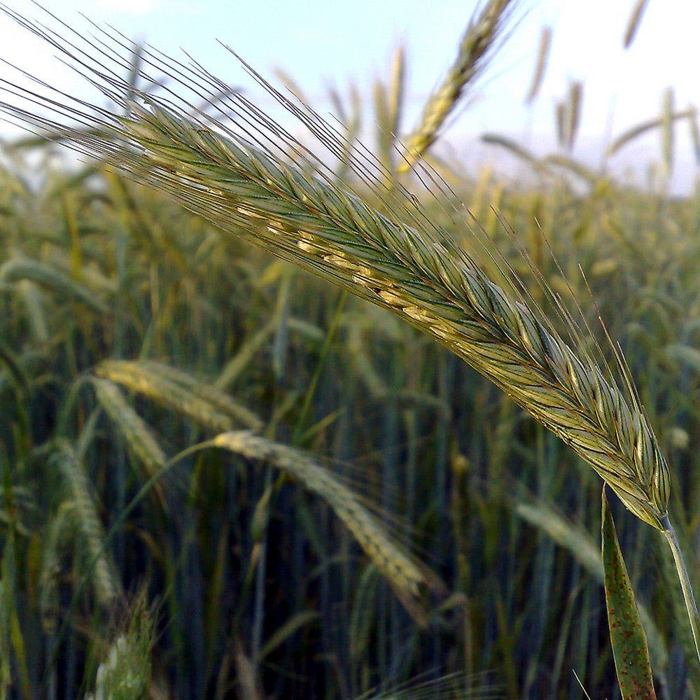 Close-up of a wheat ear with a blurred background of a wheat field