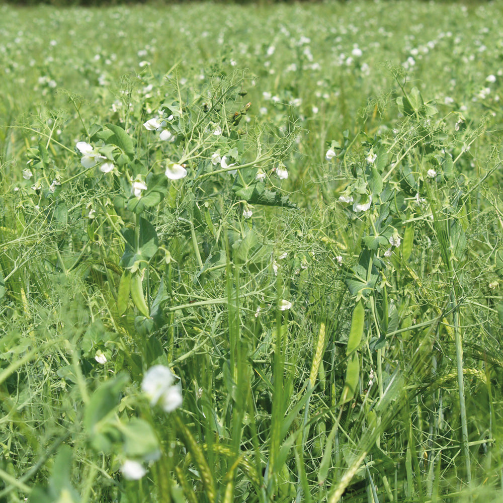 Field of green plants with white flowers