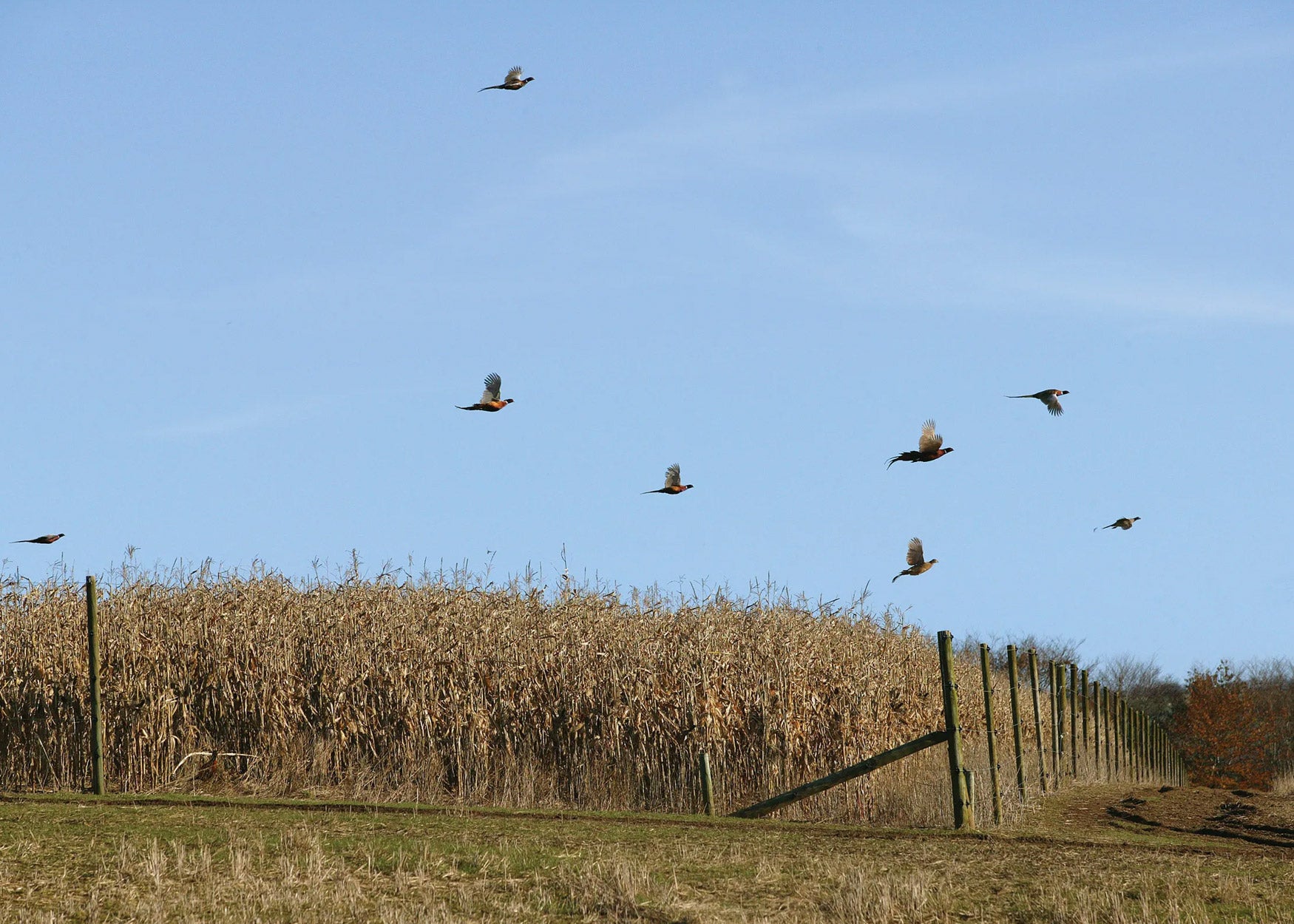 GFS Game Cover & Stewardship Category
